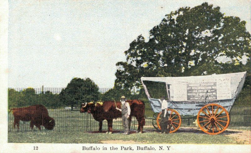 USA Buffalo in the Park Buffalo New York Ezra Meeker 06.29