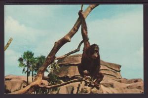 Orangutan,Busch Gardens,Tampa,FL