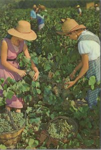 Spain Postcard - Cavas Codorniu, Vintage, Picking Grapes    RR23373