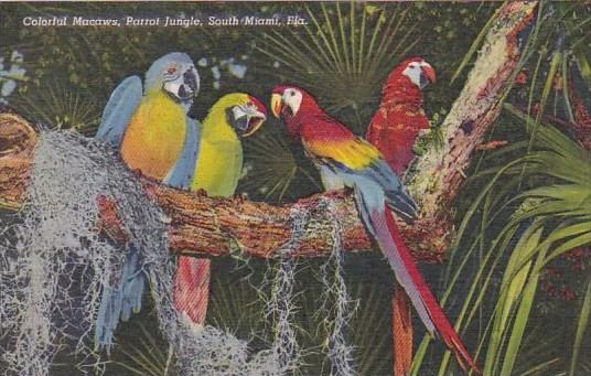 Colorful Macaws Parrot Jungle South Miami Florida