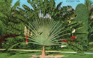Vintage Postcard Travelers Palm Luxuriant Flowers Subtropical Vegetation Florida