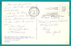 Sea Shell Names - [MX-885]