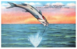 Florida   Catching a  Tarpon