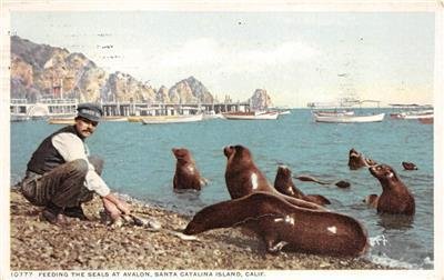 Feeding Seals At Avalon SANTA CATALINA ISLAND California 1914 Vintage Postcard