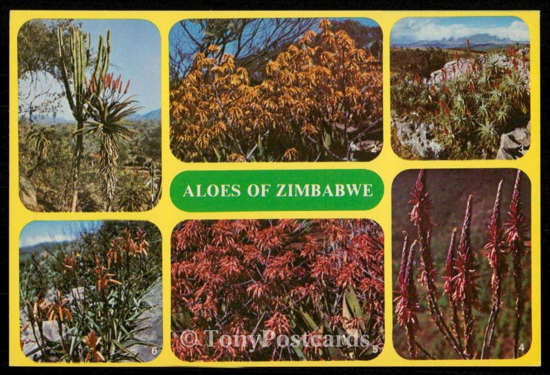 Aloes of Zimbabwe