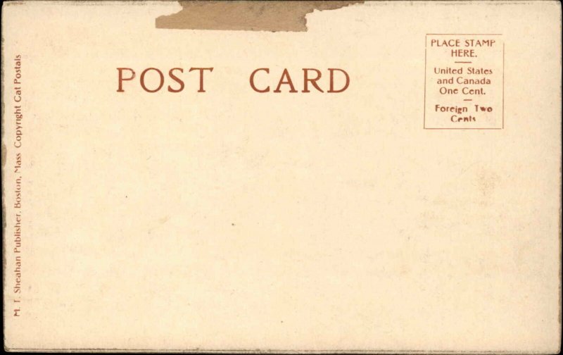 Black and White Kittens Stare at Sky Looking at Mars c1910 Postcard