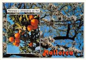 B75661 Mallorca naranjos y almendros en flor  spain