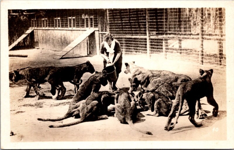 Real Photo Postcard Woman Feeding Lions Inside Enclosure