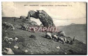 Old Postcard Dauphine Line of Mure PIerre Percee Sheep