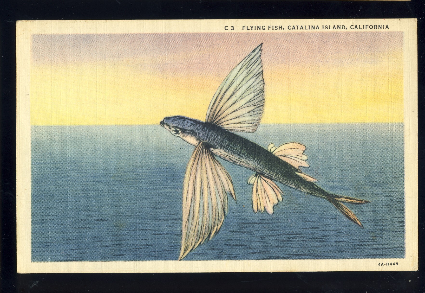 California Flying Fish