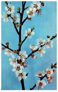 Prunus Armeniaca A Glass Flowering Branch Of The Apricot Floral Postcard