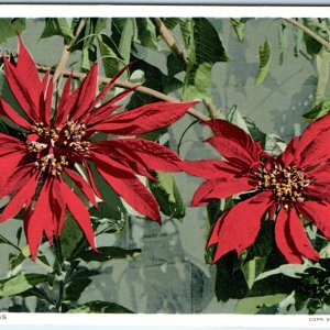 c1910s Generic Poinsettias Flowers Litho Photo Nice PC Phostint Detroit Pub A324