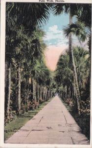 Florida Trees Typical Palm Walk