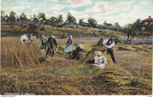 Harvesting in SWEDEN , 00-10s