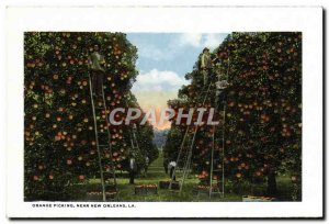 Postcard Old New Orange Picking New Orleans The Elk & # 39s gloomy Greenwood ...