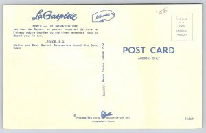 Animal~Perce Que Canada~Mother & Baby Gannet~Bonaventure Bird Sanctuary~Vtg PC