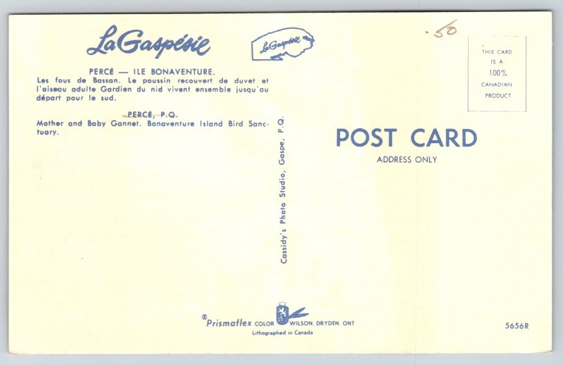 Animal~Perce Que Canada~Mother & Baby Gannet~Bonaventure Bird Sanctuary~Vtg PC