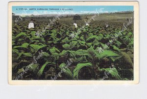 PPC POSTCARD NC NORTH CAROLINA TYPICAL TOBACCO FIELD