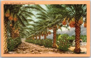 Date Palms Grown In California CA Beautiful Native Trees Postcard