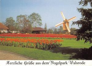 BR87988 tulpenblute bockwindmuhle  walsrode germany windmill mill moulin a vent