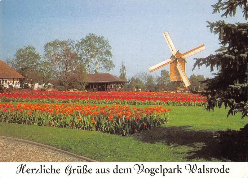 BR87988 tulpenblute bockwindmuhle  walsrode germany windmill mill moulin a vent