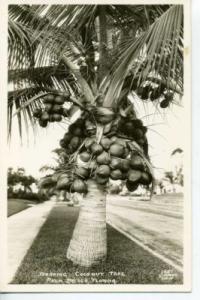 RPPC PALM BEACH FLORIDA BEARING COCONUT TREE POSTCARD