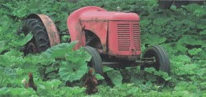 Derelict Farm Tractor Curious Hens Unique Strip Postcard