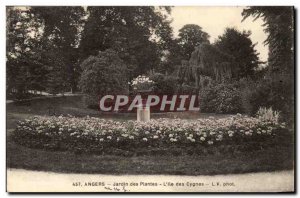 Angers Old Postcard Garden plants L & # 39ile swans
