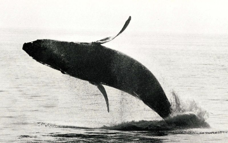 MA - Cape Cod. Humpback Whale at Stellwagen Bank