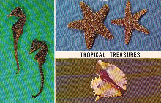 Tropical Treasures Seahorse Starfish and Conch