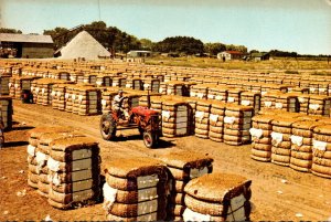 Mississippi Bales Of Cotton Ready For Market With Cotton Gin In Background