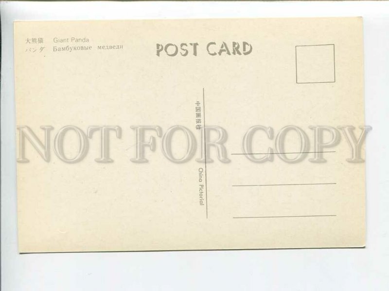 3179582 Giant Panda old postcard