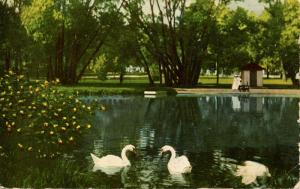 WI - Milwaukee. Swans at Soldiers' Home