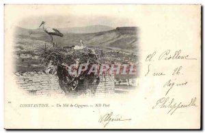 Algeria Constantine Old Postcard A nest of storks