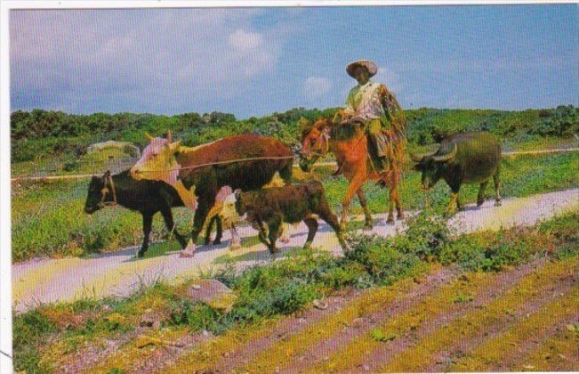 Japan Okinawa Farmer With His Cattle