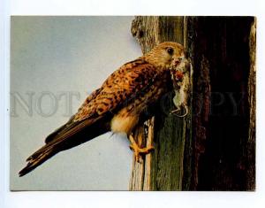 250868 FINLAND Falco tinnunculus Falcon caught mouse RPPC