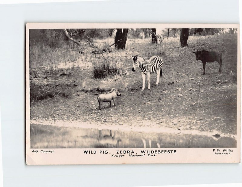 Postcard Wild Pig Zebra Wildebeeste Kruger National Park South Africa