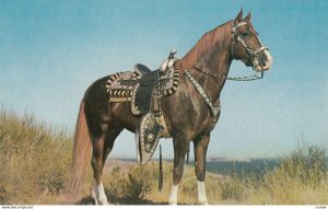 Horse; HOSS , 1950-60s