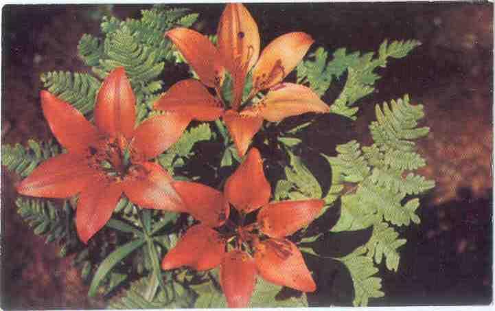 Michigan Wildflowers Tiger Lily (Lilum tigrinum) MI
