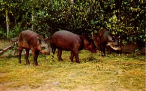 Brazilian Tapirs