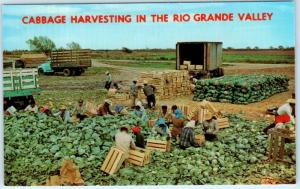 RIO GRANDE VALLEY, Texas TX   Harvesting CABBAGE Agriculture ca 1960s Postcard