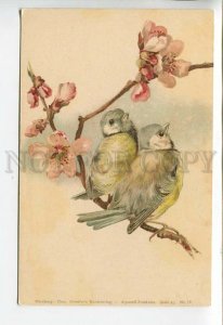 444101 KLEIN Parus Birds on Tree SPRING Vintage postcard TSN #87