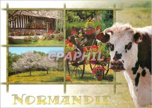 Modern Postcard Normandy Cow