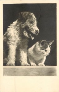 RPPC Postcard Rough Coat Terrier Dog & Cat Side by Side, Unknown Europe Unposted