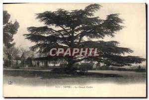 Old Postcard Tree Nimes The large cedar