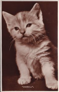 Snowball Valentines Cat Real Photo Antique Postcard