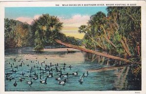 Wild Ducks On A Southern River Where Hunting Is Good