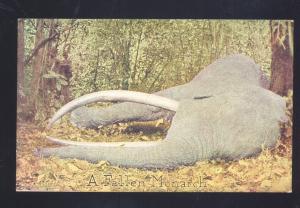 ARTHUR CAPPER ROOSEVELT TOUR DEAD ELEPHANT FROM AFRICA VINTAGE POSTCARD