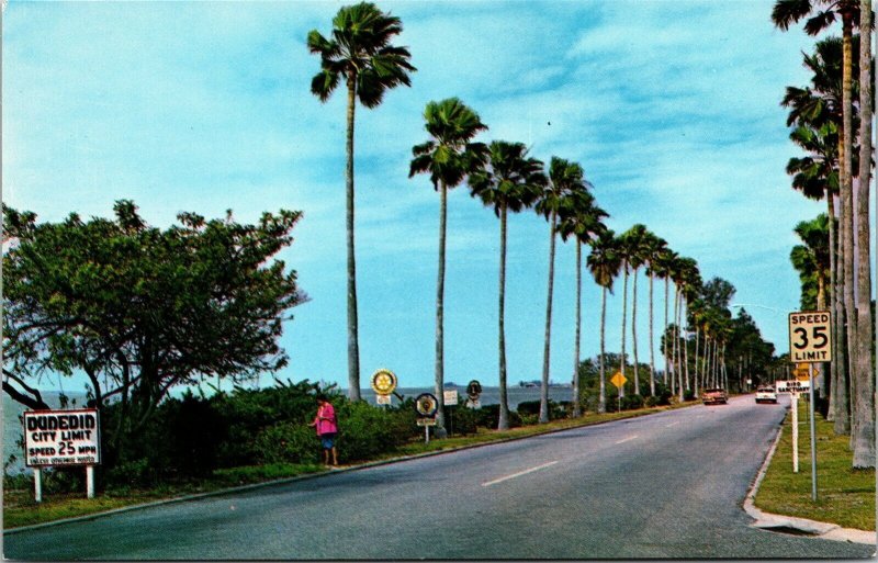 Vtg Scenic Edgewater Drive between Clearwater & Dunedin Florida FL 1970 Postcard