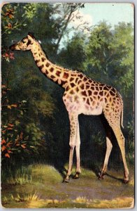 Giraffe In The Wild Looking For Food Animals Postcard